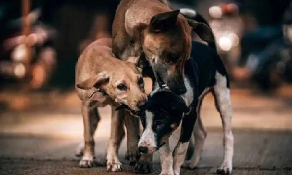 रेस्क्यू एवं आपात सहायता