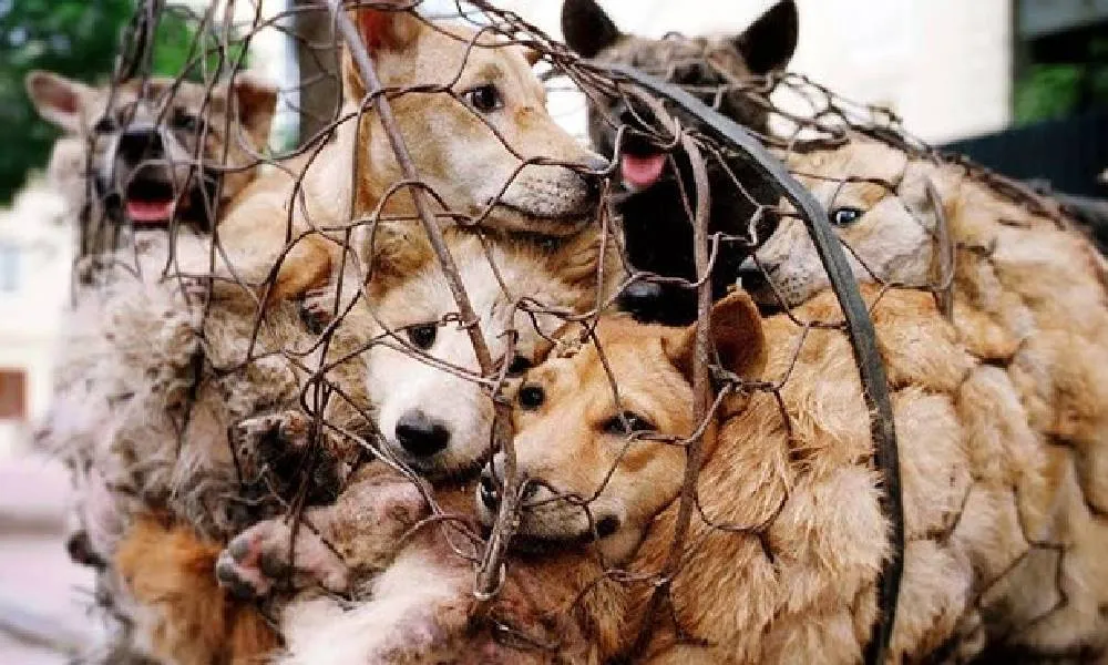 पशु क्रूरता के विरुद्ध कानूनी कार्रवाई